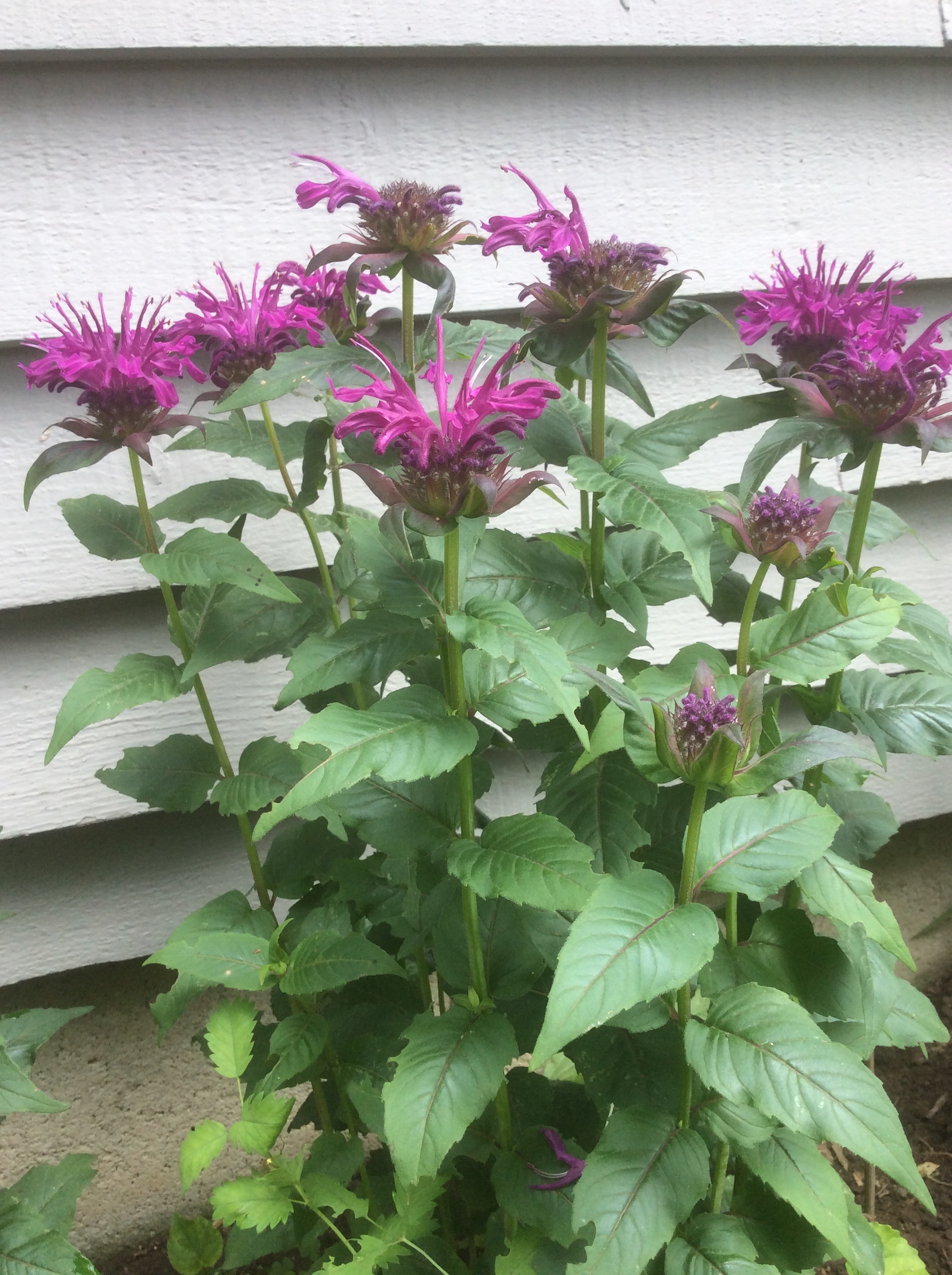 bee balm flower